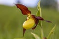 Lady& x27;s-slipperÃÂ orchid & x28;Cypripedium calceolus& x29;